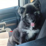 Un Husky Sibérien assis sur le siège d'un véhicule et tirant la langue