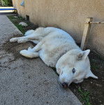 Un Husky Sibérien allongé et semblant souffrant 
