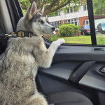 Un Husky Sibérien assis dans un véhicule et tenu en laisse