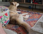 Un Husky Sibérien allongé sur un tapis et regardant la télé