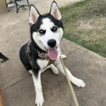 Un Husky Sibérien assis et tenu en laisse