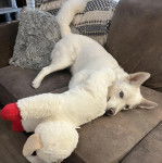 Un Husky Sibérien allongé sur un canapé