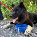 Un Husky Sibérien allongé sur un terrain pierreux et tenu en laisse