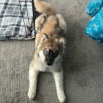 Un Husky Sibérien allongé sur une moquette et regardant vers la caméra