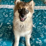 Un Husky Sibérien assis sur un lit et regardant vers la caméra