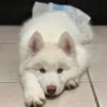 Un Husky Sibérien allongé sur un sol carrelé et regardant vers la caméra