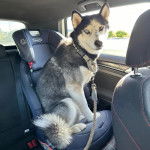 Un Husky Sibérien assis dans un véhicule et tenu en laisse