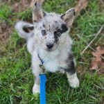 Un Husky Sibérien assis sur un terrain herbeux et tenu en laisse