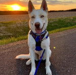 Un Husky Sibérien assis sur un sol bétonné portant un harnais et tenu en laisse