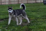 Un Husky Sibérien sur un terrain herbeux et regardant vers la caméra