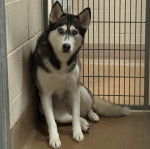 Un Husky Sibérien assis dans une cage et regardant vers la caméra