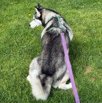 Un Husky Sibérien allongé sur un terrain herbeux et tenu en laisse