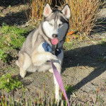 Un Husky Sibérien assis sur un terrain herbeux et tenu en laisse