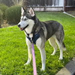 Un Husky Sibérien sur un terrain herbeux et tenu en laisse