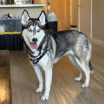 Un Husky Sibérien sur un parquet portant un harnais et tirant la langue
