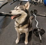 Un Husky Sibérien assis dans une salle de gym et portant un collier autour du cou