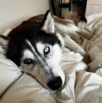 Un Husky Sibérien allongé sur un lit et regardant vers la caméra