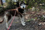 Un Husky Sibérien sur un terrain pierreux et tenu en laisse