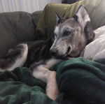 Un Husky Sibérien allongé sur un canapé