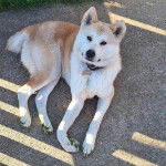 Un Husky Sibérien assis sur un sol carrelé