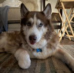 Un Husky Sibérien allongé sur un tapis et regardant vers la caméra