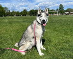 Un Husky Sibérien assis sur un terrain herbeux et tenu en laisse
