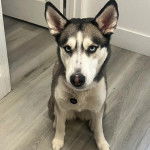Un Husky Sibérien sur un parquet et portant un collier autour du cou