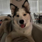 Un Husky Sibérien allongé sur un canapé et regardant vers la caméra