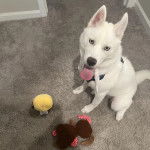 Un Husky Sibérien assis sur un parquet et tirant la langue