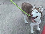 Un Husky Sibérien sur un sol bétonné et tenu en laisse