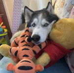 Un Husky Sibérien allongé sur un canapé et regardant vers la caméra 