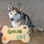 Un Husky Sibérien assis sur une moquette