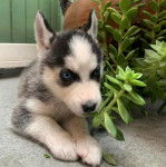Un Husky Sibérien allongé sur une moquette 
