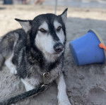 Un Husky Sibérien allongé sur une surface sableuse et tenu en laisse
