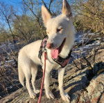 Un Husky Sibérien sur une surface sableuse portant un harnais et tenu en laisse