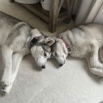 Deux Husky Sibérien allongés sur une moquette et portant un collier autour du cou