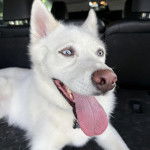 Un Husky Sibérien allongé dans un véhicule portant un collier autour du cou et tirant la langue