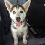 Un Husky Sibérien assis sur la banquette arrière d'un véhicule et tirant la langue