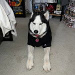 Un Husky Sibérien allongé sur une moquette portant un collier autour du cou et un pull-over pour chi