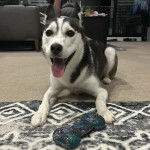 Un Husky Sibérien allongé sur une moquette et tirant la langue