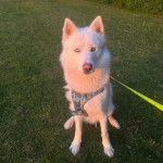 Un Husky Sibérien allongé sur un terrain herbeux portant un harnais et tenu en laisse