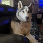 Un Husky Sibérien allongé sur un canapé et regardant vers la caméra