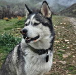 Un Husky Sibérien portant un collier autour du cou et ayant la gueule légèrement ouverte