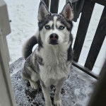 Un Husky Sibérien assis et regardant vers la caméra