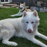 Deux Husky Sibérien allongés sur un terrain herbeux 