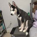 Un Husky Sibérien assis dans une chambre 