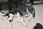 Un Husky Sibérien allongé sur un sol carrelé
