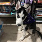 Un Husky Sibérien assis sur un sol carrelé et portant un foulard autour du cou