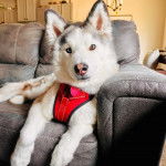 Un Husky Sibérien allongé sur un canapé et portant un harnais