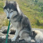 Un Husky Sibérien assis sur une pierre et tenu en laisse